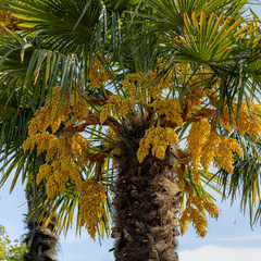 Neue Regelung mit invasiven Neophyten