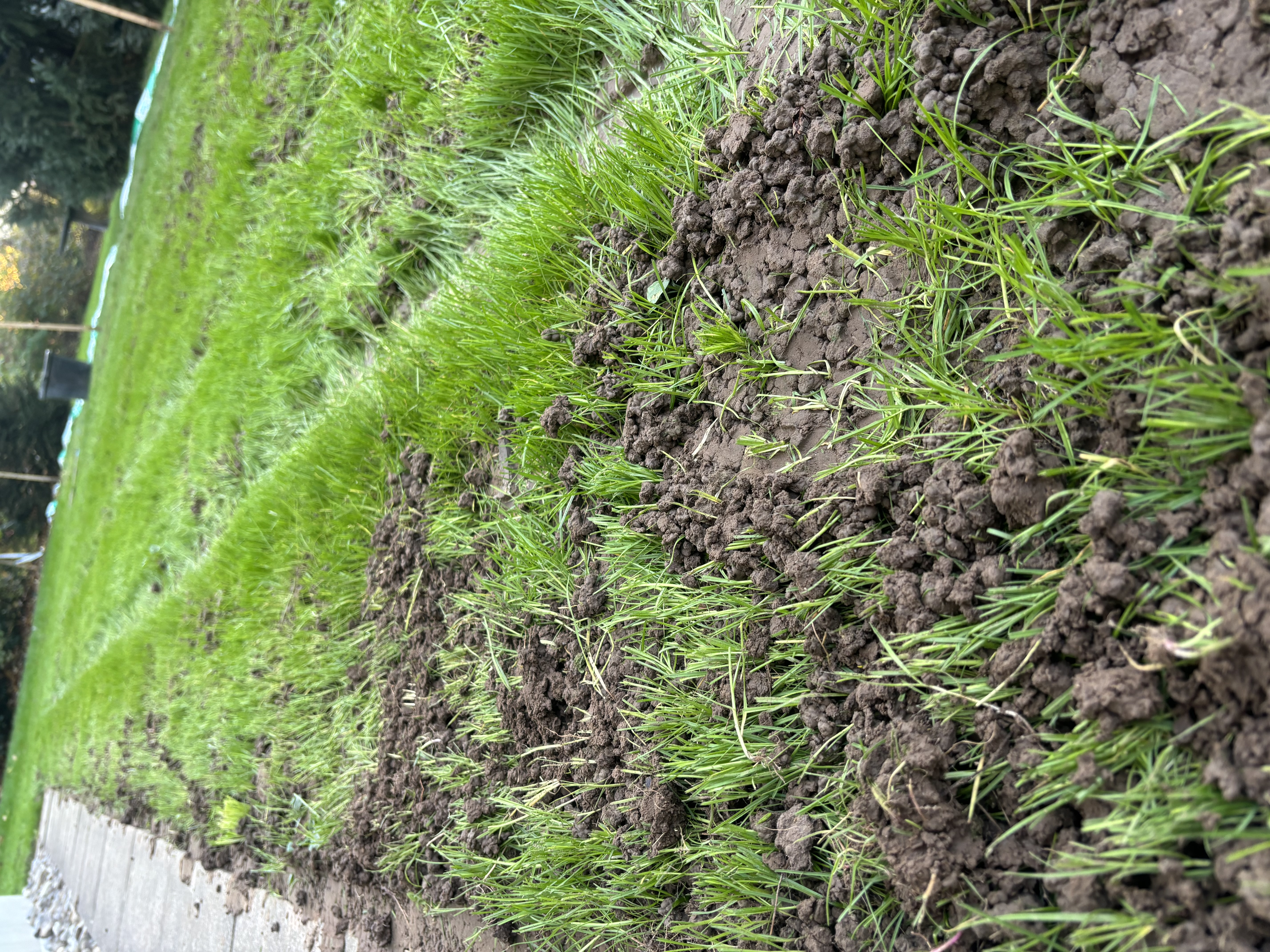 Wurmhaufen im Zierrasen