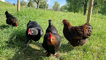Goldie, Melody und Co.